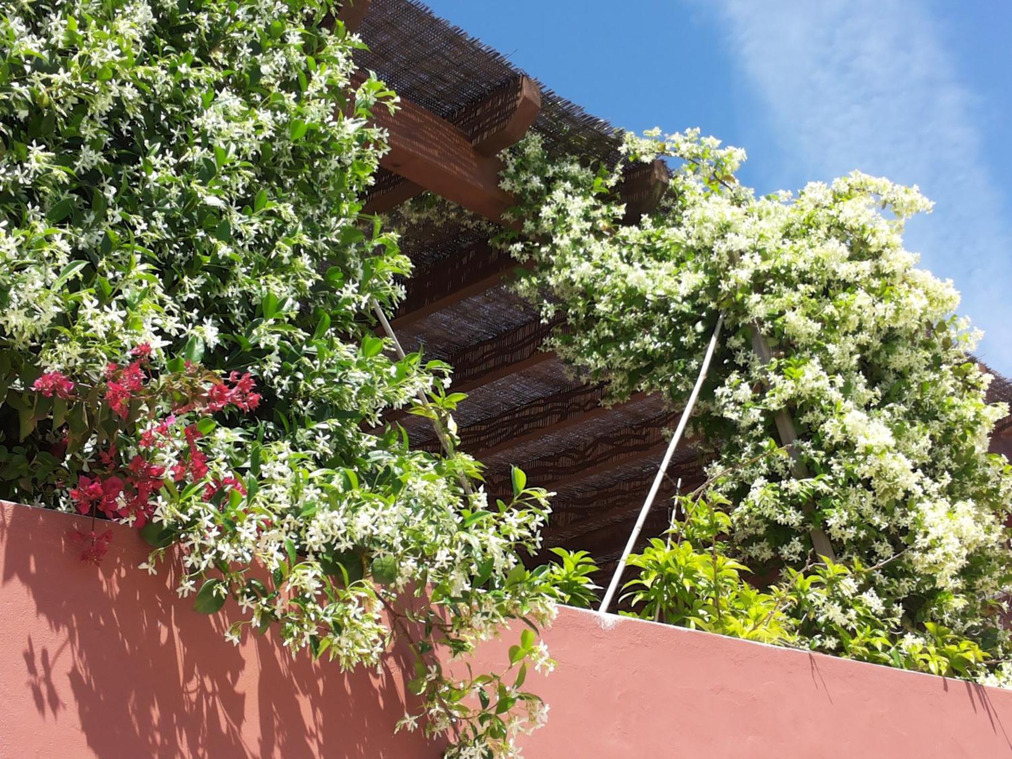 Bed and Breakfast Gato Preto De Silves - Adults Only Экстерьер фото